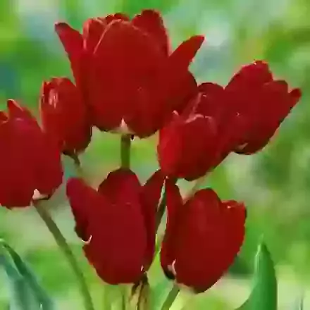 Multi Flowering Tulips